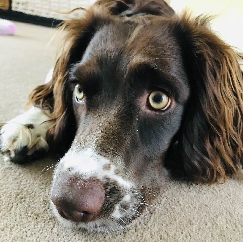 Bella is a Sprocker Spaniel